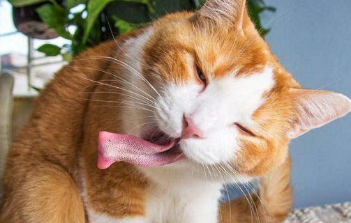 請問貓咪嘔吐的原因及處理方法？