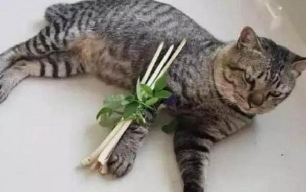 貓咪能喝牛奶嗎