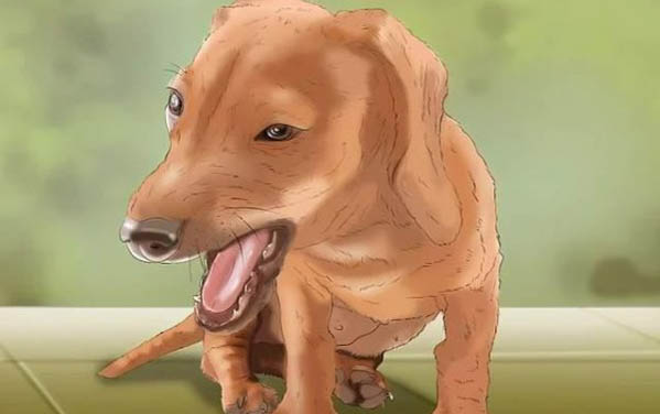 養(yǎng)狗身上癢癢的原因及處理方法