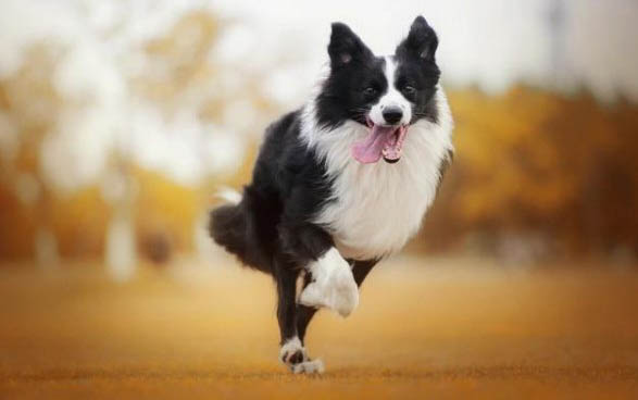 狗狗為什么會突然尿血?