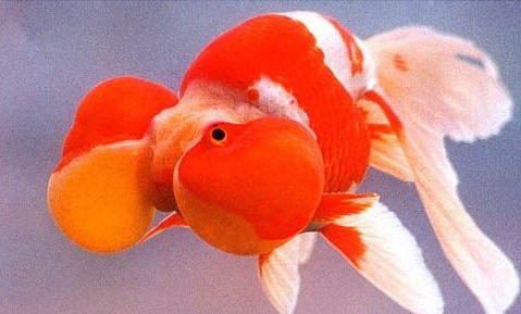 金魚和烏龜能一起養(yǎng)嗎？