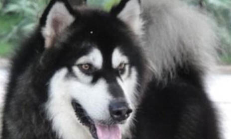 自制阿拉斯加犬狗糧怎么做