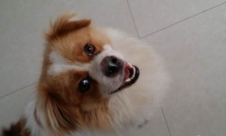 狗狗可以吃哪些水果?