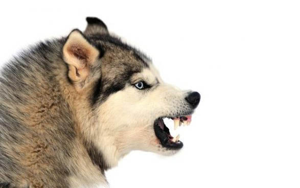 幼犬到家多久可以洗澡