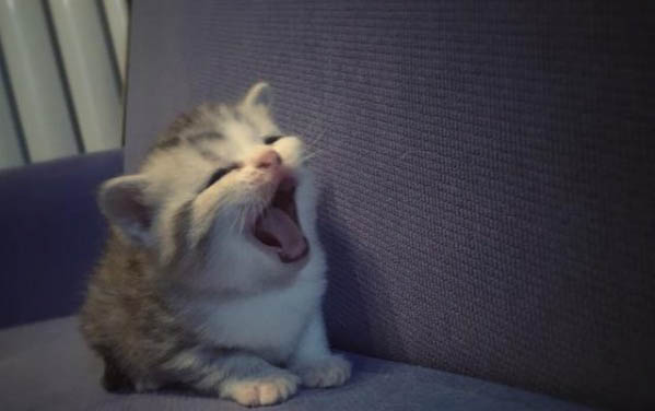 怎么看小貓多大了