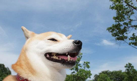 養秋田犬需要注意什么