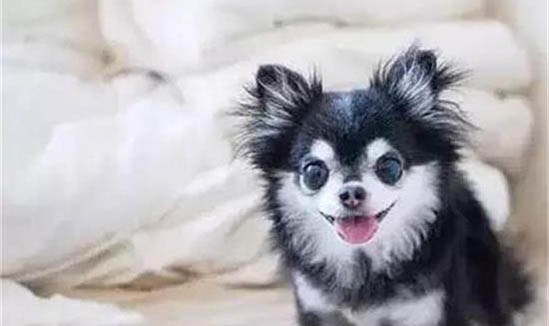 狗狗為什么會感染球蟲？