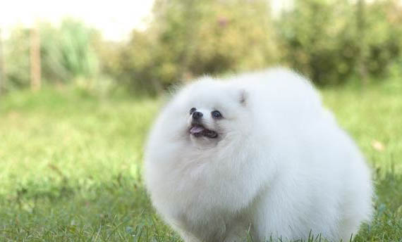 博美犬能長多大