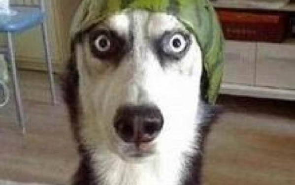 導致狗狗腰椎間盤突出的錯誤飼養方法