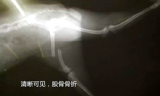 狗狗咳嗽有哪些癥狀表現