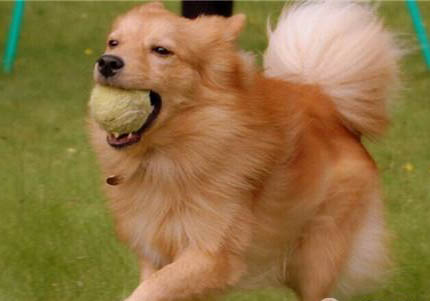騎士查理王小獵犬太興奮怎么訓練