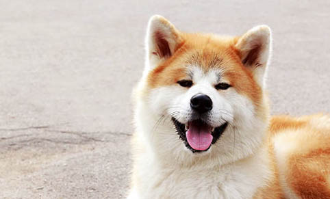 秋田犬有哪些優(yōu)缺點(diǎn)