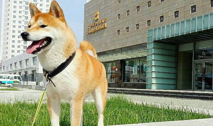 狗狗總是搖頭甩耳朵的原因及處理方法