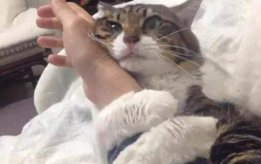 剛出生的小貓幾天睜開眼睛