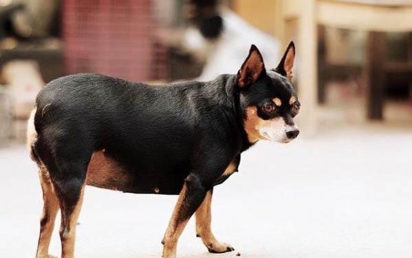 狗狗腸胃炎的癥狀