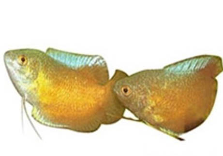 孔雀魚晚上會不會睡覺