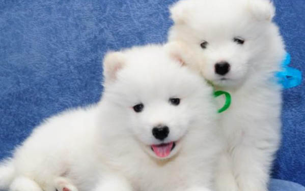 邊牧犬多少錢一只純種