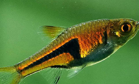 養魚池水渾濁應該怎么處理？
