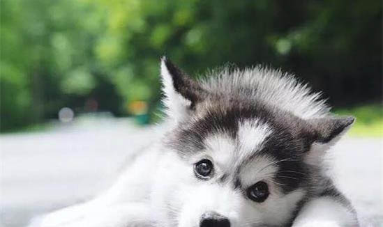 拉布拉多幼犬感冒了怎么辦