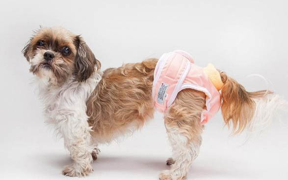 狗狗和得了犬瘟的狗狗在一起玩會傳染嗎