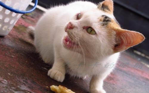 小貓多大可以離開母貓送人