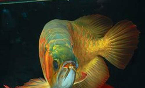 黑坑釣鯉魚主線多長合適