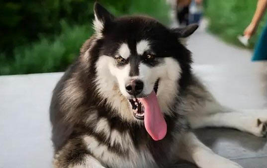 阿拉斯加犬毛色變淡