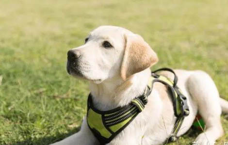 怎么鑒別拉布拉多幼犬？