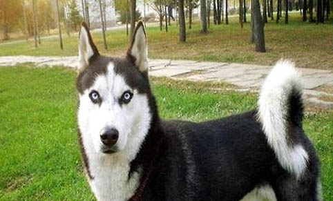 哈士奇犬怎樣正確的補鈣