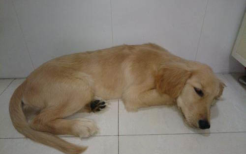 土方法給狗狗避孕靠譜嗎