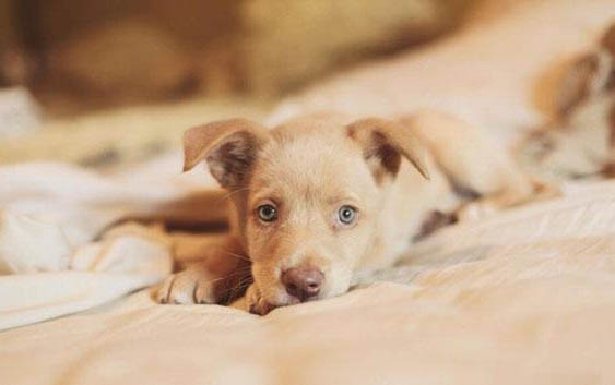 狗狗選購：健康犬的特征