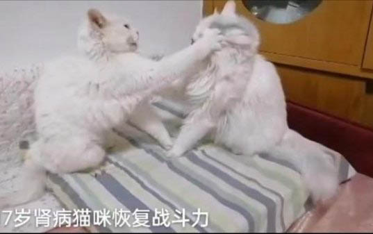 貓咪毛囊炎會自己好嗎？