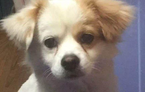 狗狗出生多久打疫苗