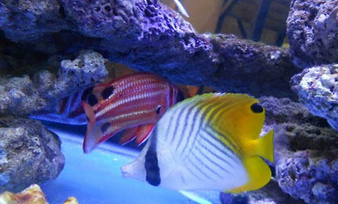 鮟鱇類(lèi)海水魚(yú)飼養(yǎng)方法