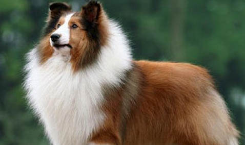 英國古代牧羊犬拉丁名稱