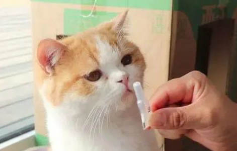 貓和豬汗腺在哪里