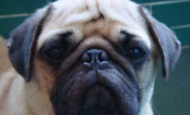 狂犬疫苗去哪里打