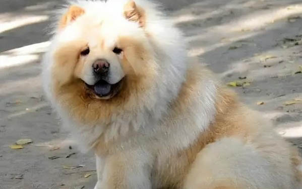 狗狗假孕現象多久才恢復
