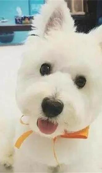 狗狗得了腸炎會吐血嗎