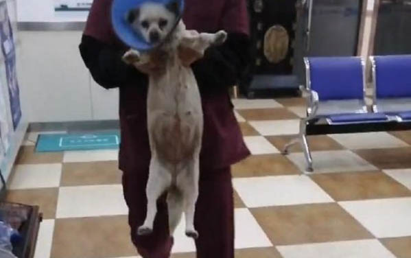 狗狗吃什么奶粉好