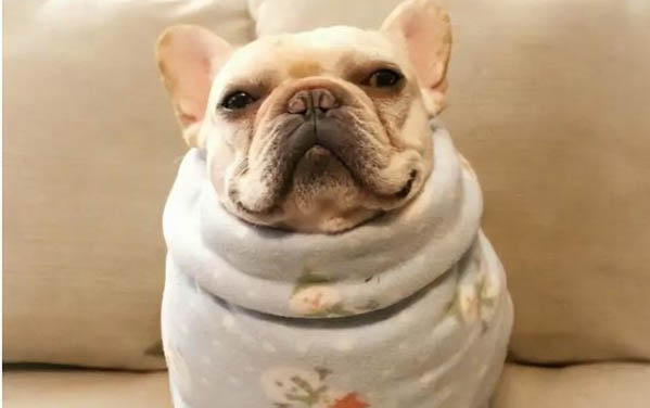 狗狗佝僂病有什么癥狀