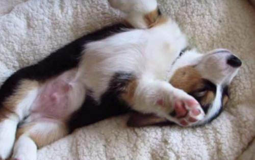 狗狗狂犬病毒攜帶者能活多久