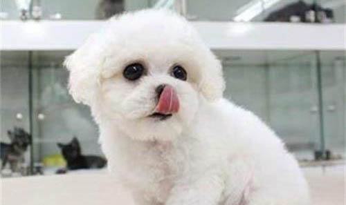 比熊犬需要斷尾嗎