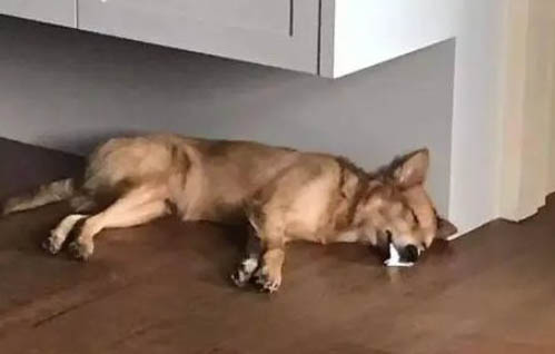 狗狗的檢疫證在哪里辦