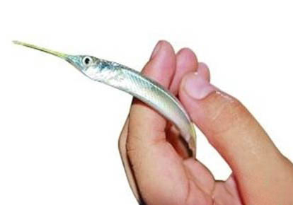 青鳉魚吃什么飼料