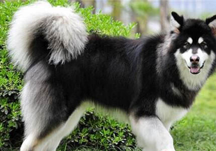 阿拉斯加幼犬多久洗澡