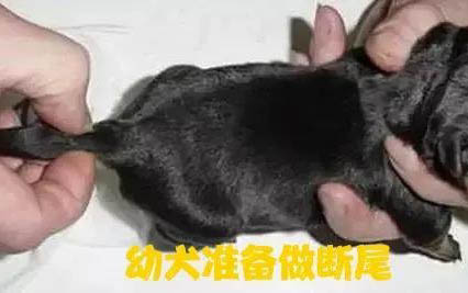 狗狗心臟肥大可以活多久