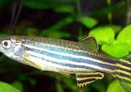 斑馬魚懷孕多久生小魚