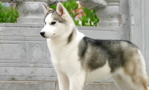 哈士奇犬日常用品小常識