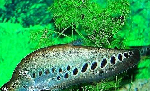 斗魚可以和什么魚混養(yǎng)呢?